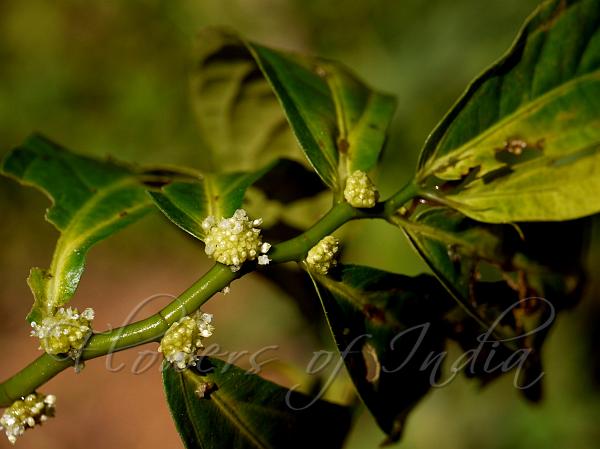 Lined Elatostema